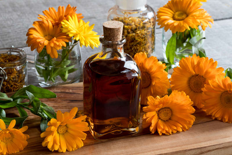 Orange and yellow calendula flowers used in herbal magic for their magical properties.