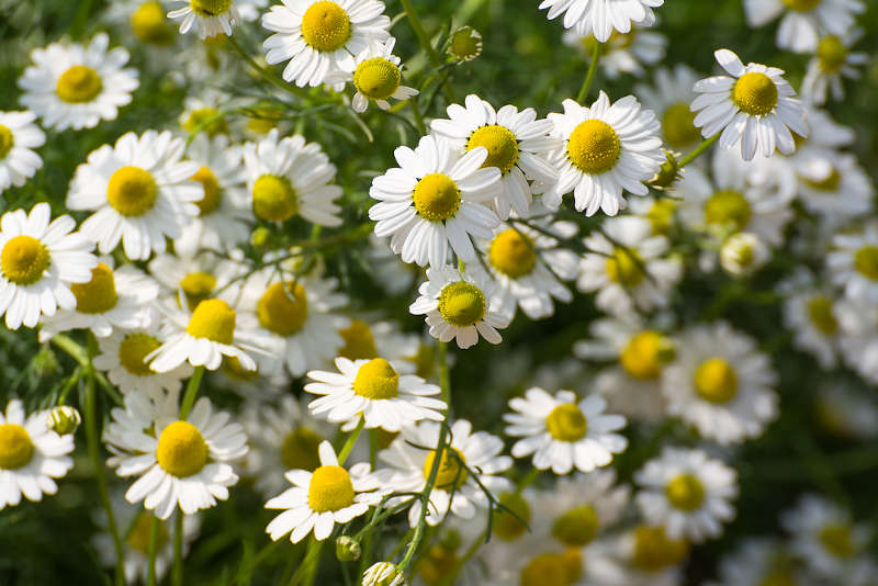Chamomile flowers growing outdoors that are used in herbal magic for their magical properties.