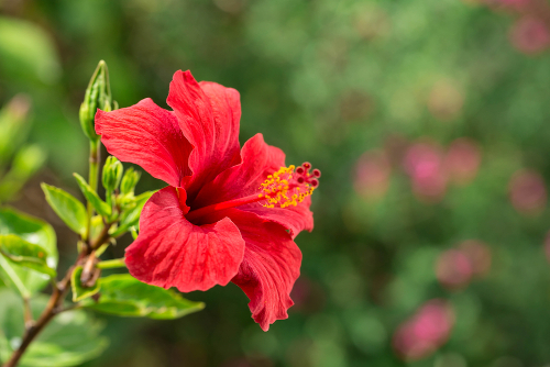 Magical properties of a red hibiscus flower. 