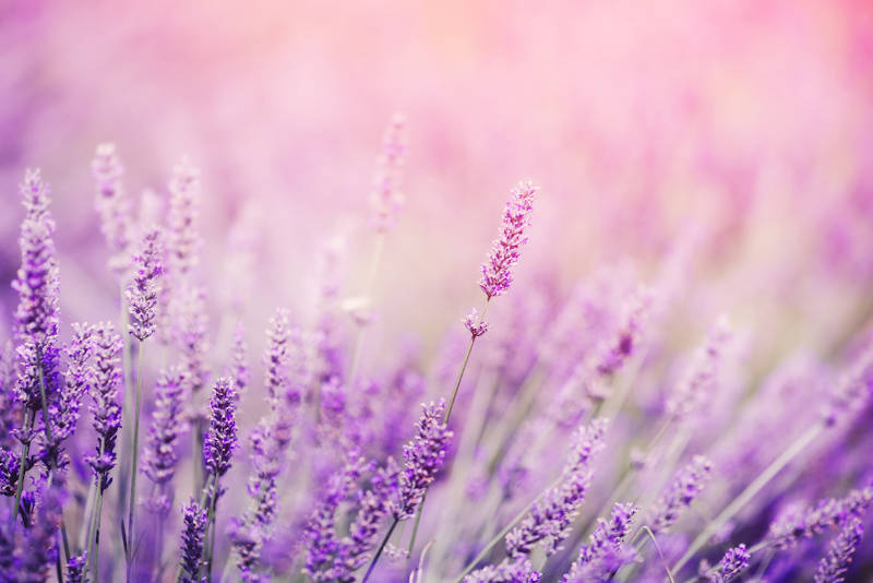 Magical Properties of Lavender.