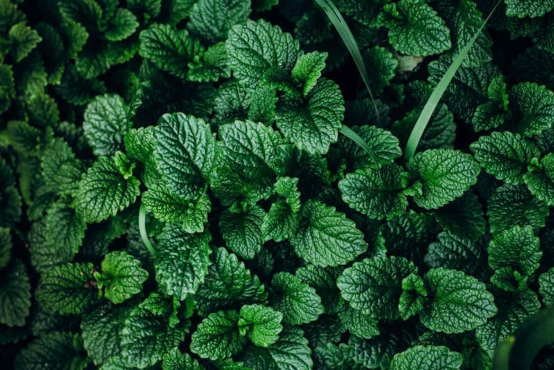 Magical mint plants growing naturally outdoors.