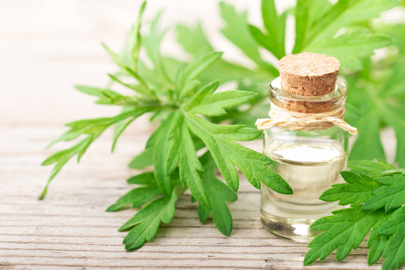 Mugwort leaves and essential oil used in herbal magic for their magical properties.