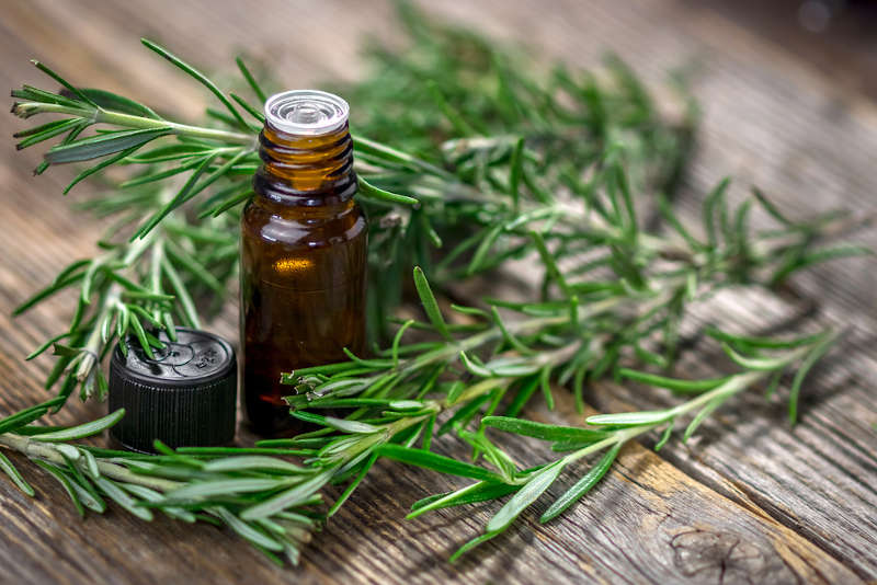 Magical Rosemary herbs and Rosemary essential oil.