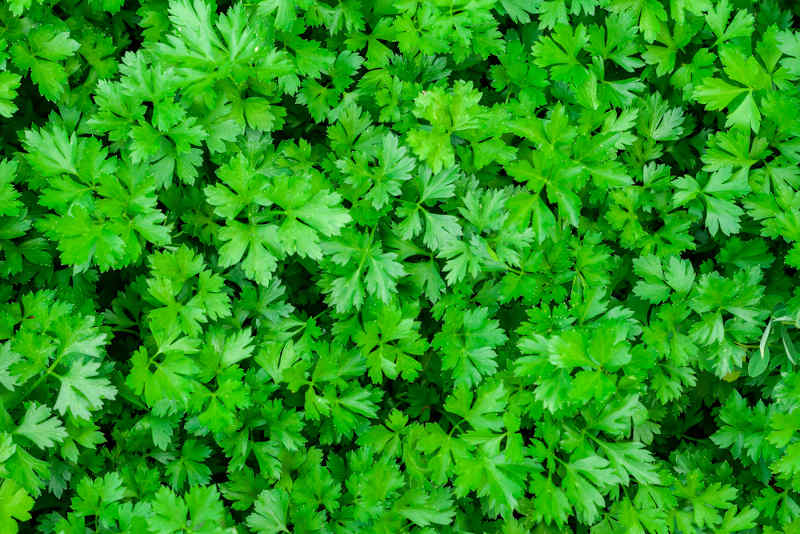 Green parsley commonly used in herbal magic for its magical properties.