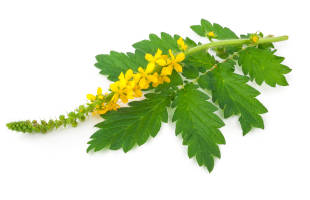 An agrimony branch with yellow leaves. 