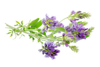 An alfalfa branch with purple flowers and green leaves. 