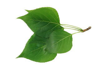 Balm of Gilead leaves on a white background. 