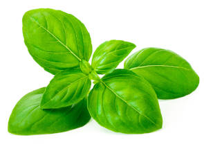 Green basil leaves isolated on a white background. 