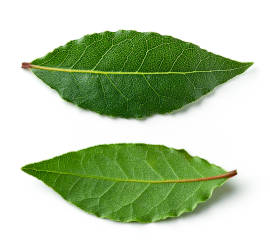 Two green bay laurel leaves on a white background. 