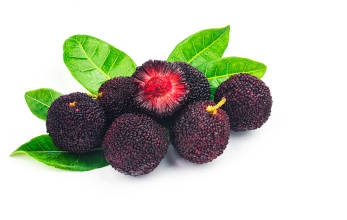 Bayberry fruits used for attracting money and prosperity. 