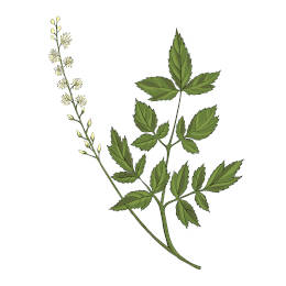 A black cohosh plant on a white background. 