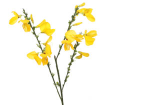 Yellow broom (Cytisus scoparius) flowers. 