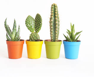 Four different cacti growing in colorful pots. 