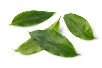 Green Cardamom leaves on a white background. 