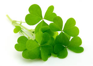 A bunch of fresh green clover leaves.