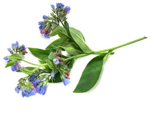 Blue comfrey flowers and green comfrey leaves. 