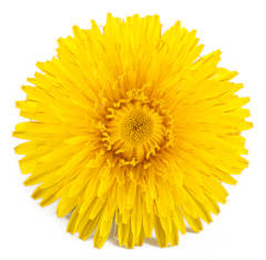 A yellow dandelion flower isolated on a white background. 
