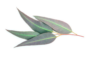 Green and purple eucalyptus leaves. 
