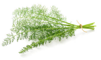 A bunch of fresh fennel herbs on a white background.