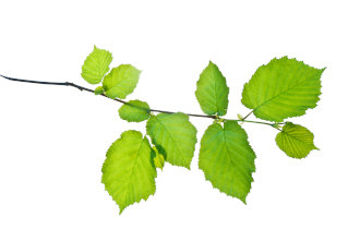 A branch with green Hazel leaves. 