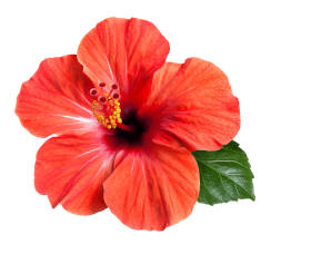 A red hibiscus flower on a white background. 
