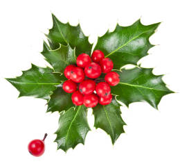 Red holly berries and holly leaves isolated on a white background. 