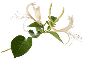 A honeysuckle plant isolated on a white background. 