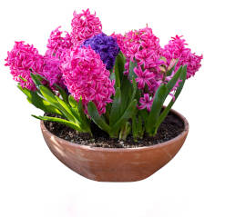 Hyacinth plants and flowers in a pot.
