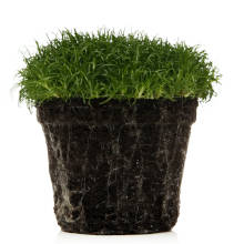 Green irish moss in a pot. 