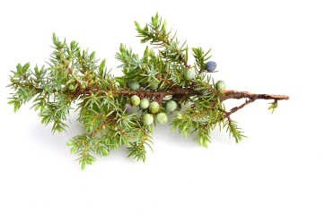 A Juniper branch with needles and berries. 