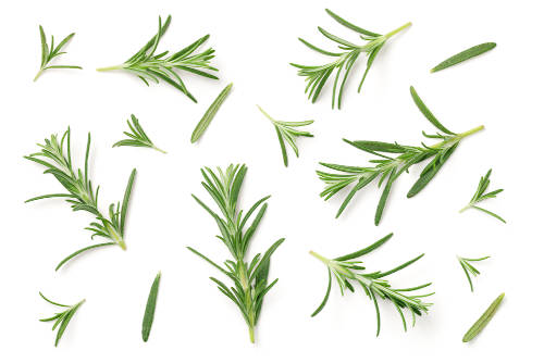 An illustration of magical Rosemary herbs. 