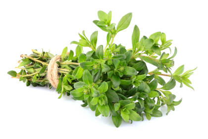 A bunch of green thyme leaves used in herbal magic for their magical properties. 