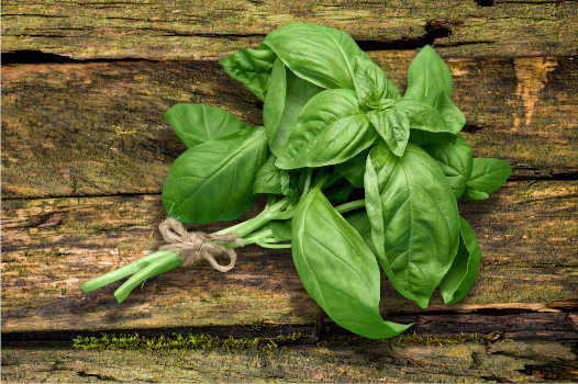 A bunch of magical green basil leaves on a wooden bench. 