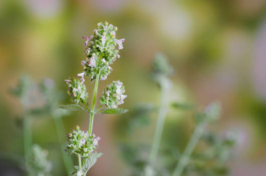 Catnip buds used in herbal magic for their magical properties. 