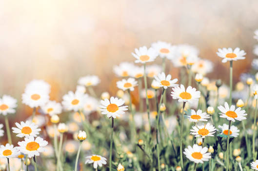 Magical chamomile flowers growing naturally in nature. 
