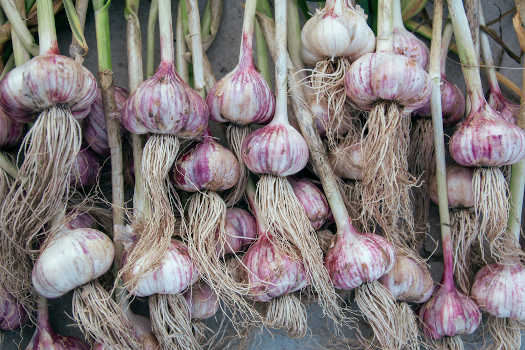 Magical fresh garlic hanging upside down drying. 