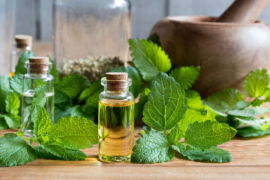 Lemon balm oil and lemon balm leaves commonly used in herbal magic for their magical properties. 