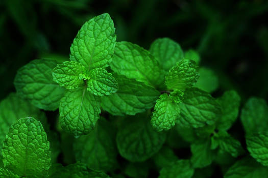Magical green mint leaves with dark background. 