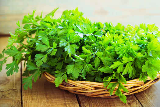 Magical fresh green parsley leaves in a basket. 