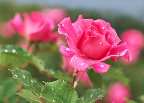 A pink rose often used in herbal magic for its magical properties. 