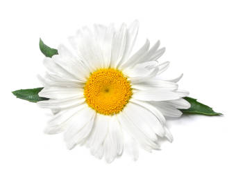 A white and yellow chamomile flower up close. 