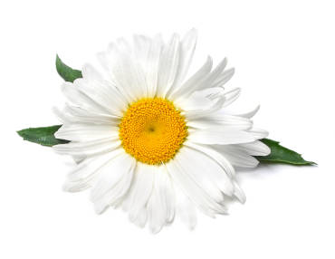 A magical chamomile flower used in teas for its magical properties. 