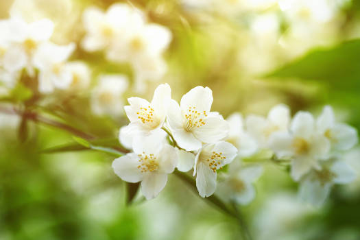 Magical white jasmine flowers outdoors in nature. 