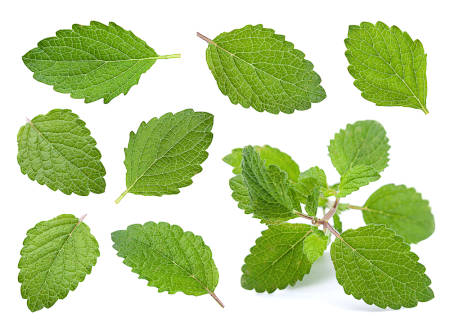 Leaves of lemon balm used in tea and recipes for their magical properties. 