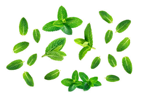 Magical mint leaves isolated on a white background. 