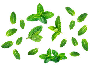 A bunch of green mint leaves isolated on a white background. 