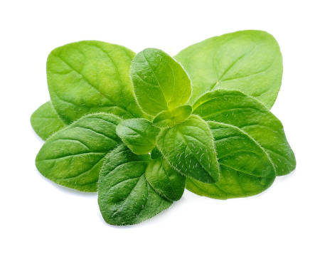 Magical oregano leaves isolated on a white background. 