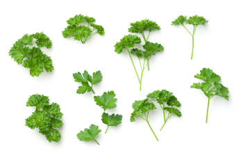 A bunch of green parsley leaves. 