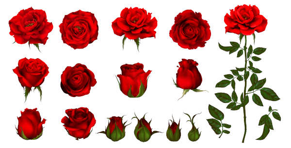 Red roses often used in herbal magic for their magical properties. 