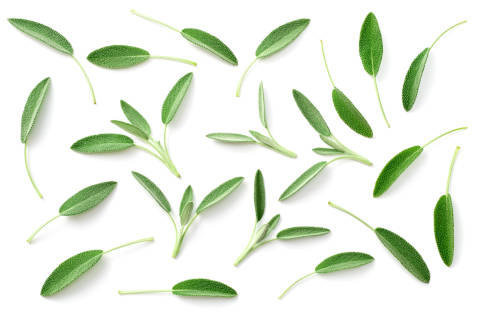 Green isolated Sage leaves used in herbal magic for their magical properties. 
